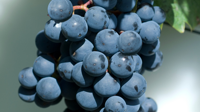 How Does Red Wine Affect Your Health And Body